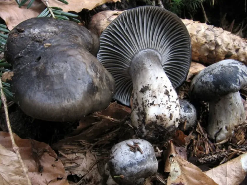 March mushroom