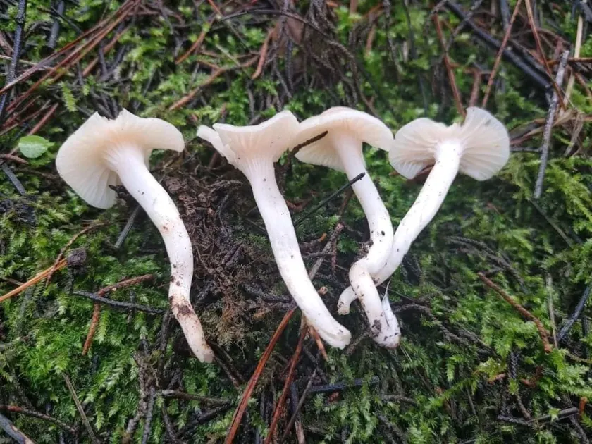 Snowy waxcap