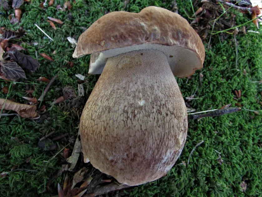 Summer cep