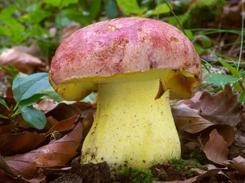 Боровик королівський