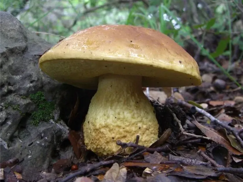 Rough-stemmed bolete