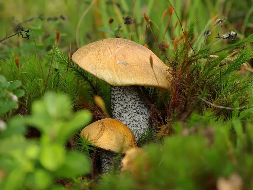 Orange birch bolete