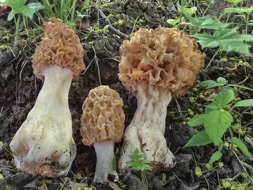 Thick-footed morel