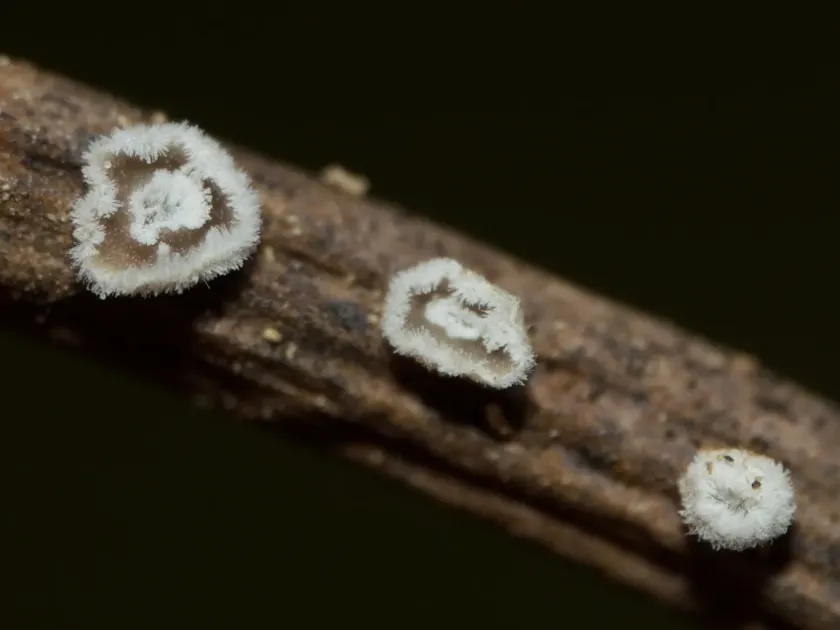 Niaceae
