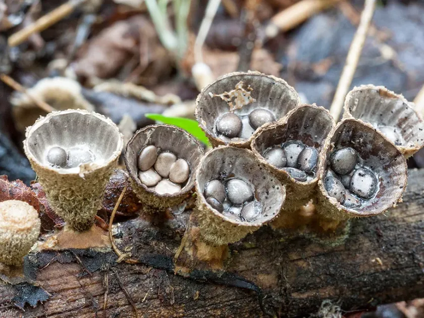 Striated bird's nest fungus