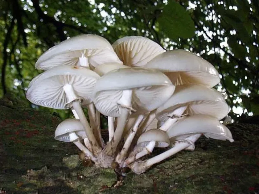 Oudemansiella