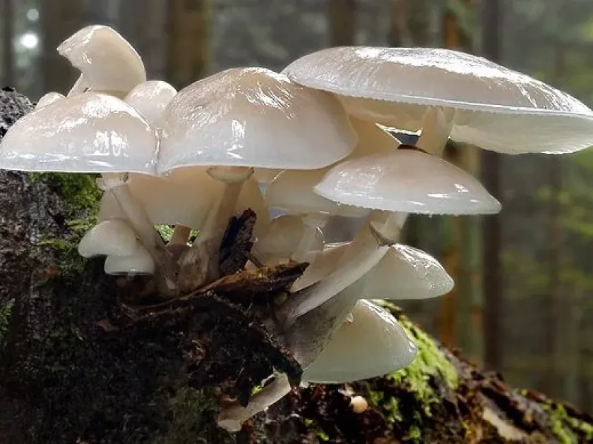 Oudemansiella mucida