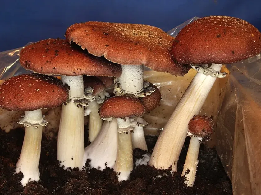 Stropharia