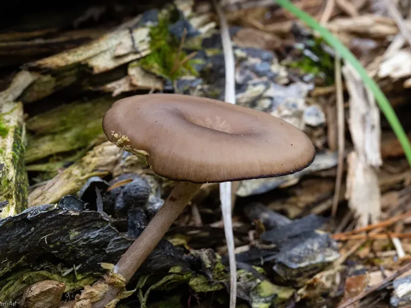 Pseudoclitocybe