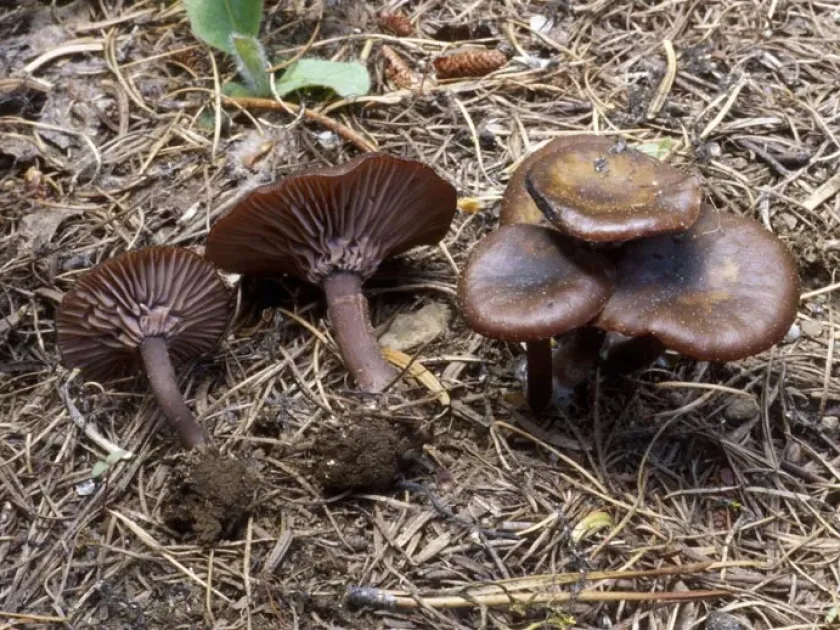 Pseudoomphalina