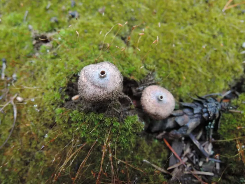 Tulostoma