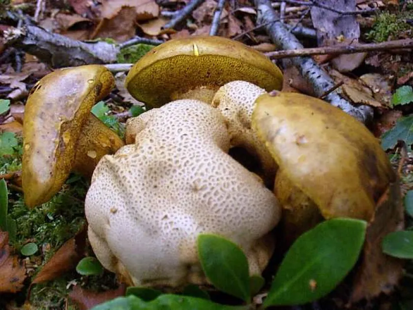Parasitic bolete (mycoparasitism)