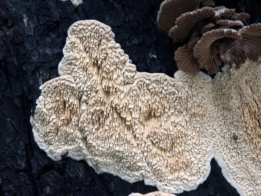 Schizopora paradoxa