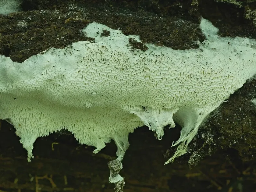 Trechispora mollusca
