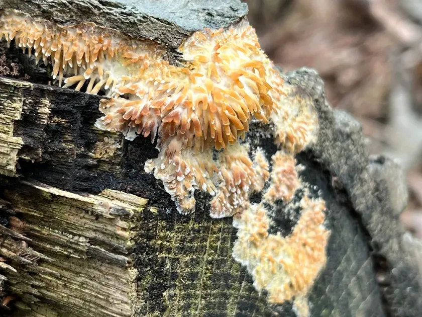 Radulomyces