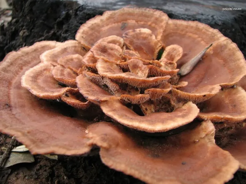 Abortiporus biennis