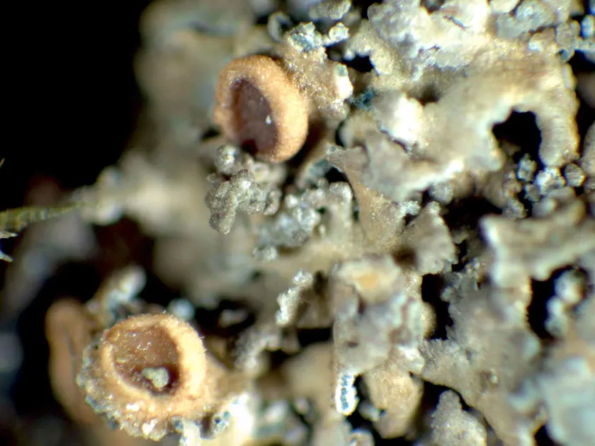 Massalongia carnosa