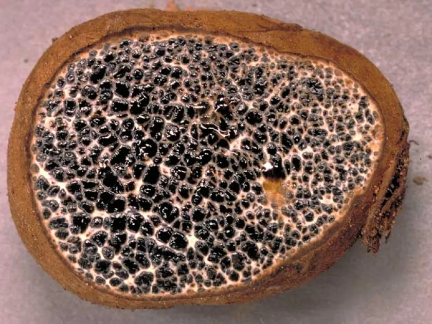 Melanogaster ambiguus