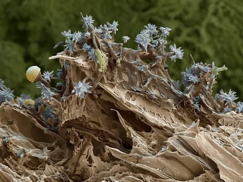 Resinicium