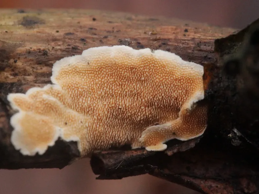 Steccherinum
