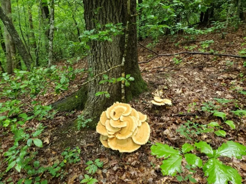 Bondarzewia