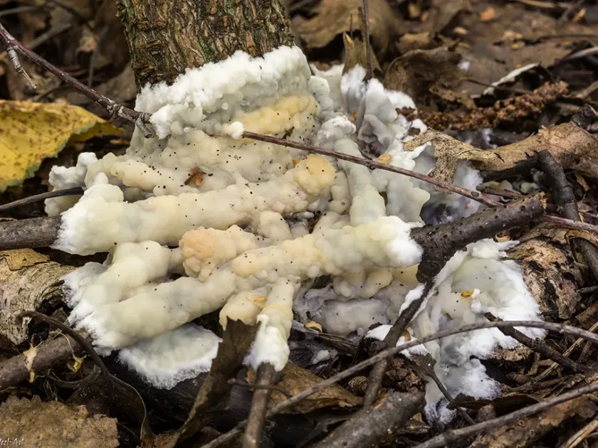 Sebacinaceae