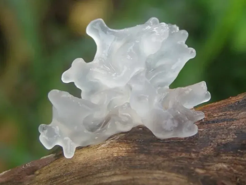 Tremella