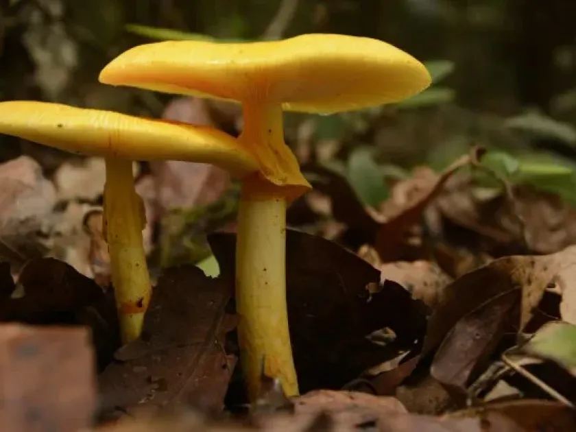 Amanita hemibapha