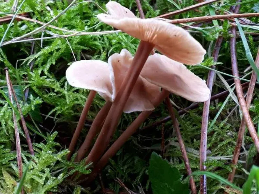 Collybia dryophila