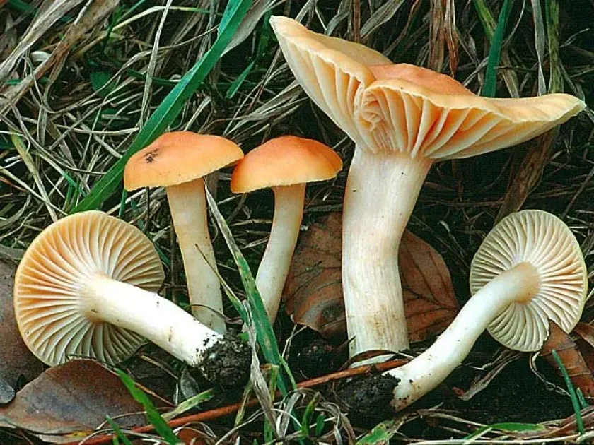 Meadow waxcap