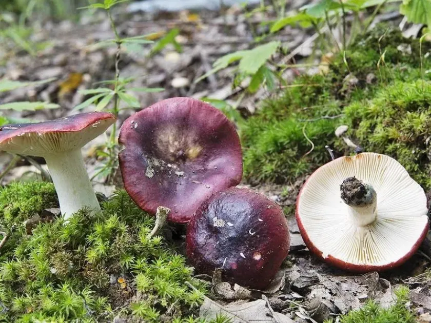 Purple brittlegill