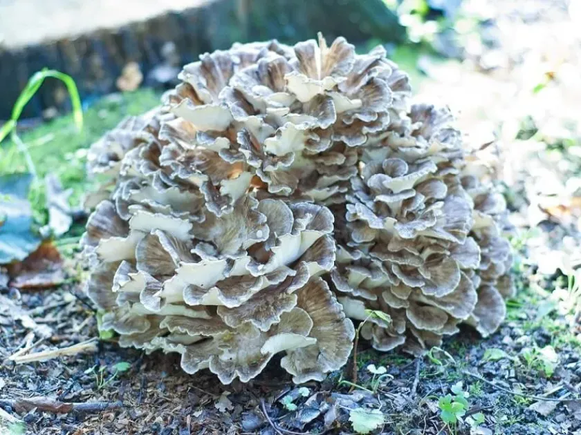 Грифола курчавая