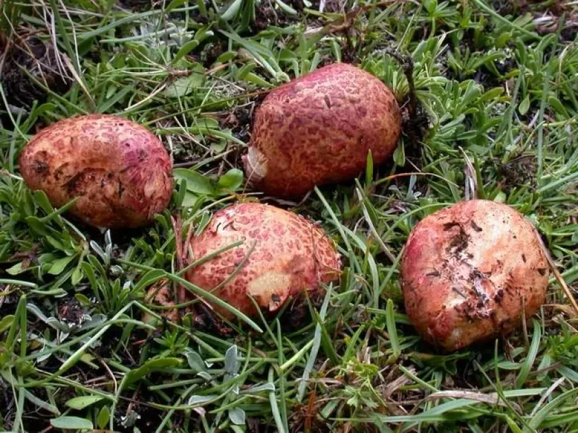 Rhizopogon roseolus