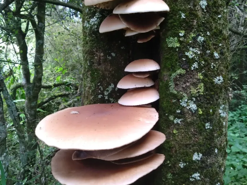 Agrocybe parasitica