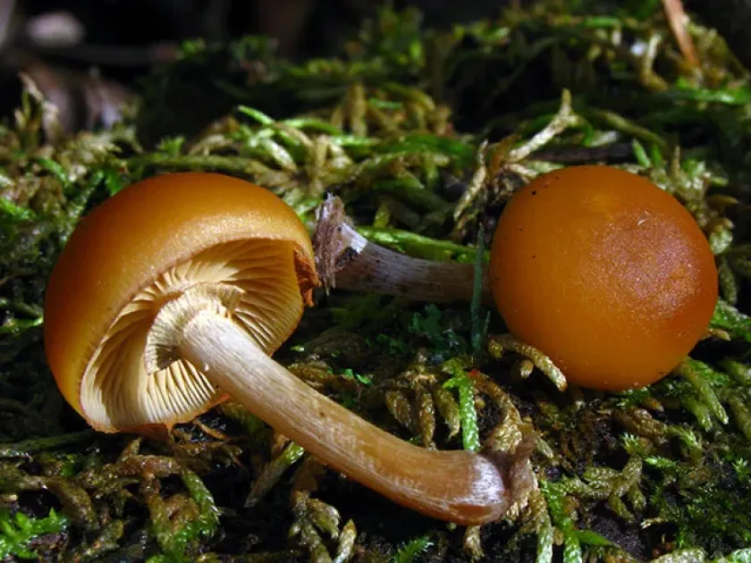 Galerina fasciculata