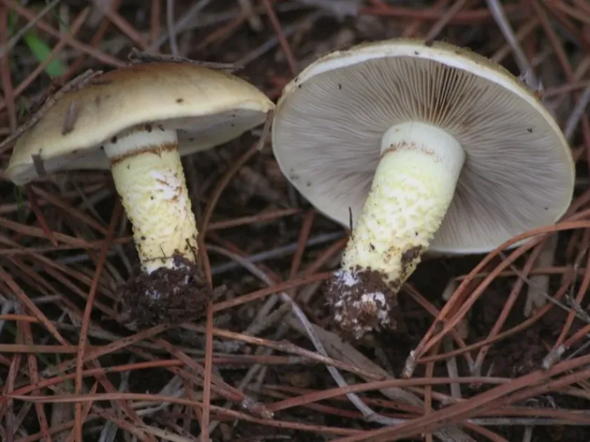 Pholiota highlandensis