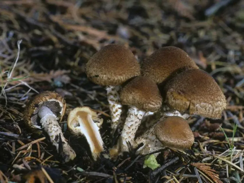 Pholiota terrestris