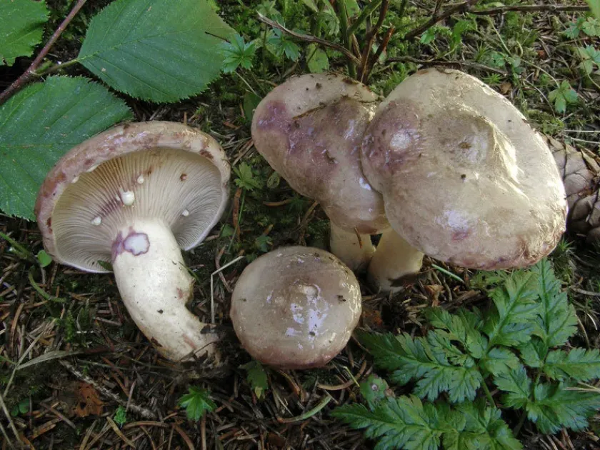 Uvidus milky cap