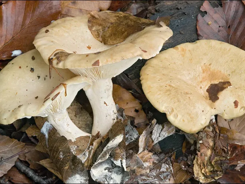 Pale Milkcap