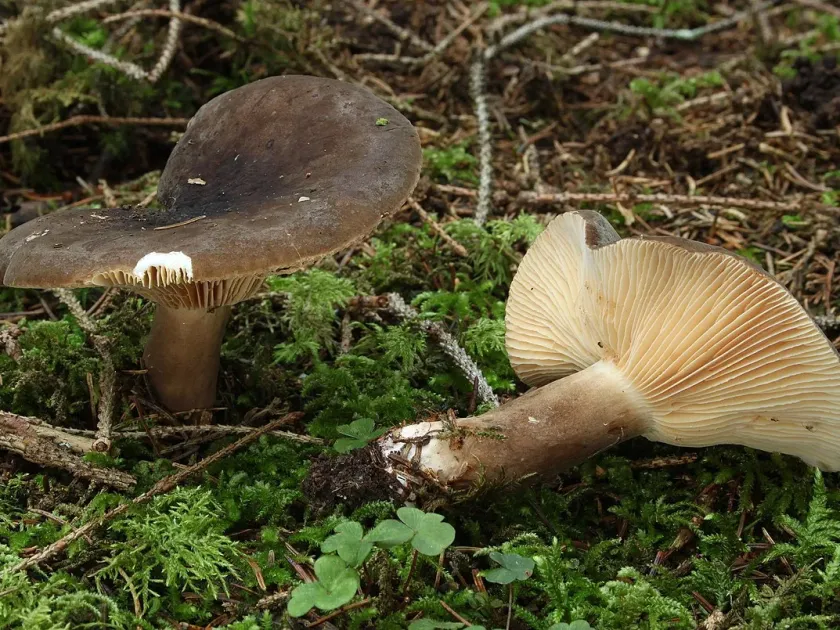 Black milk cap
