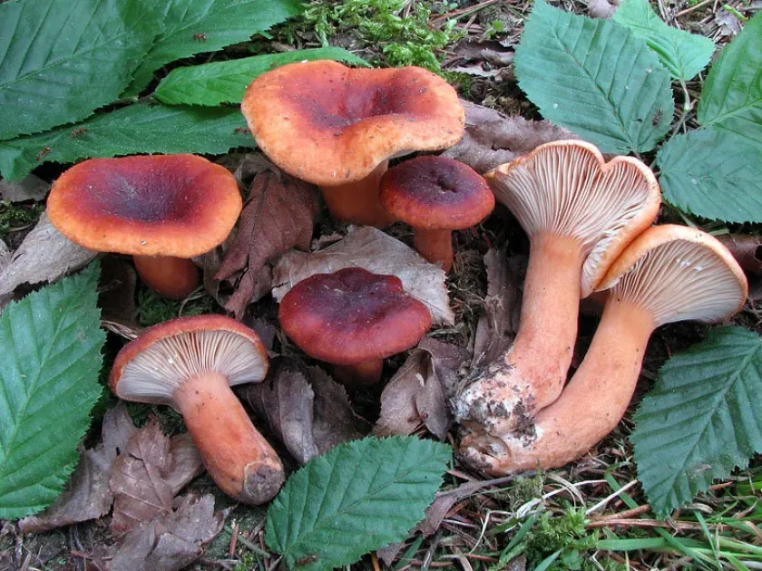 Tawny milkcap