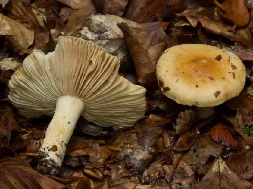 Beech Russula