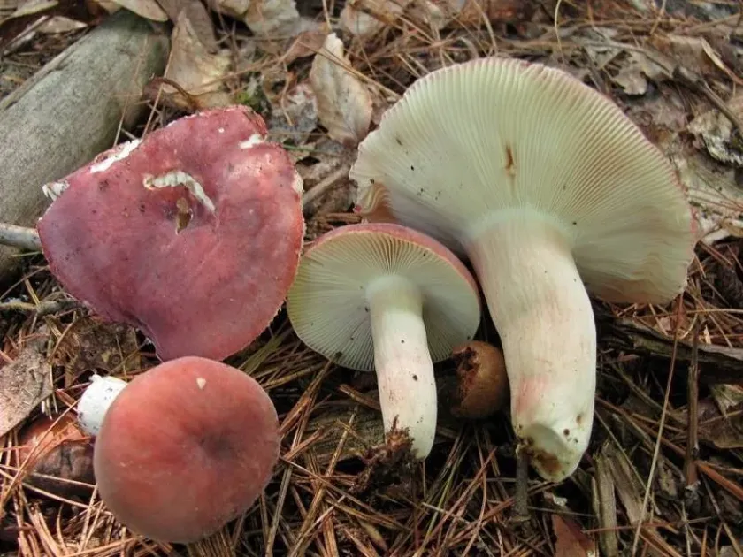Russula amoena