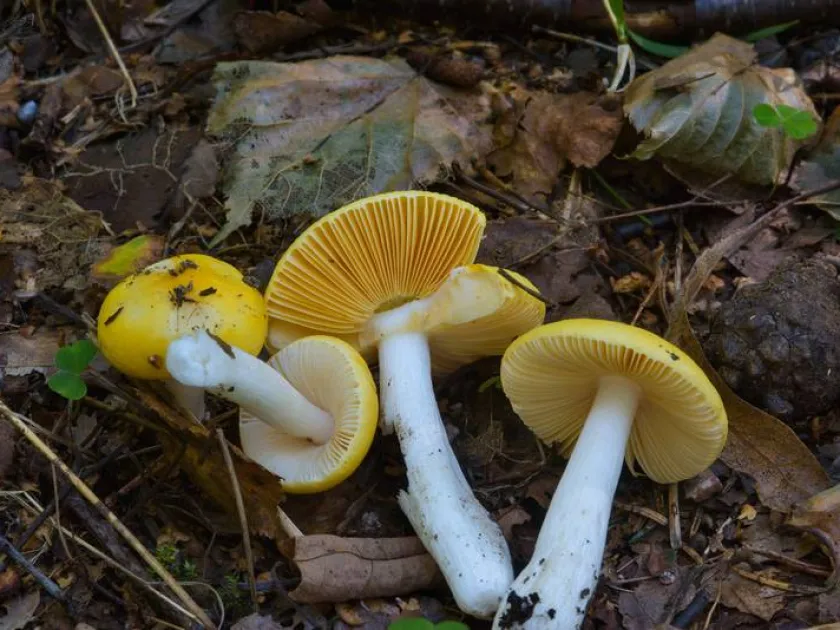 Golden brittlegill