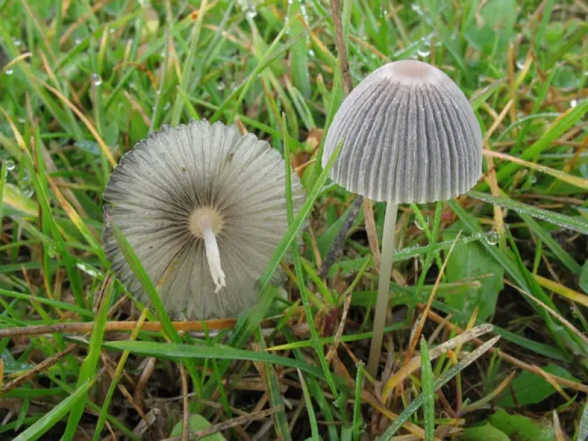 Parasola plicatilis
