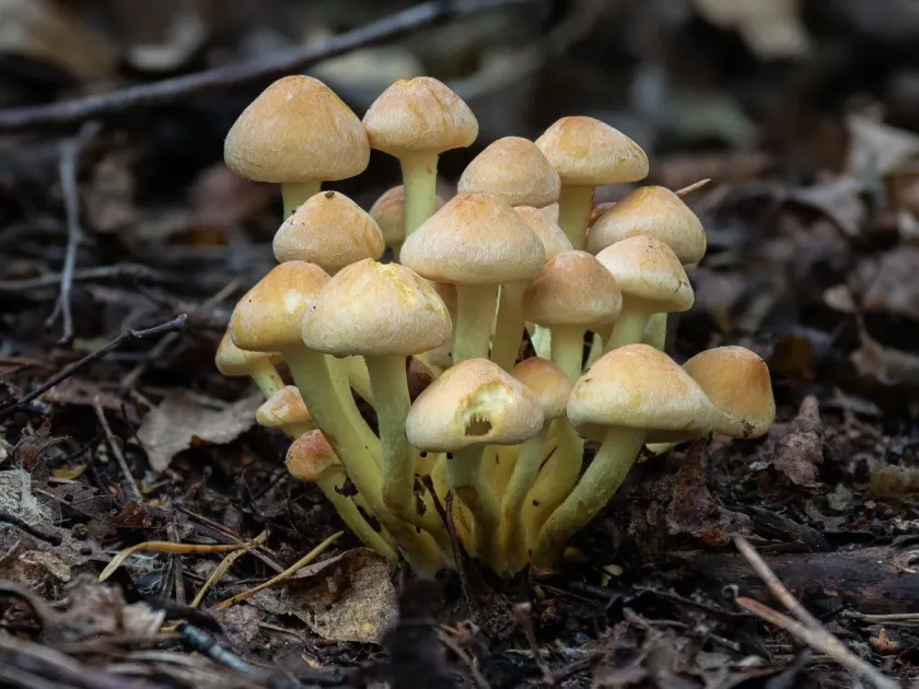 Sulfur tuft
