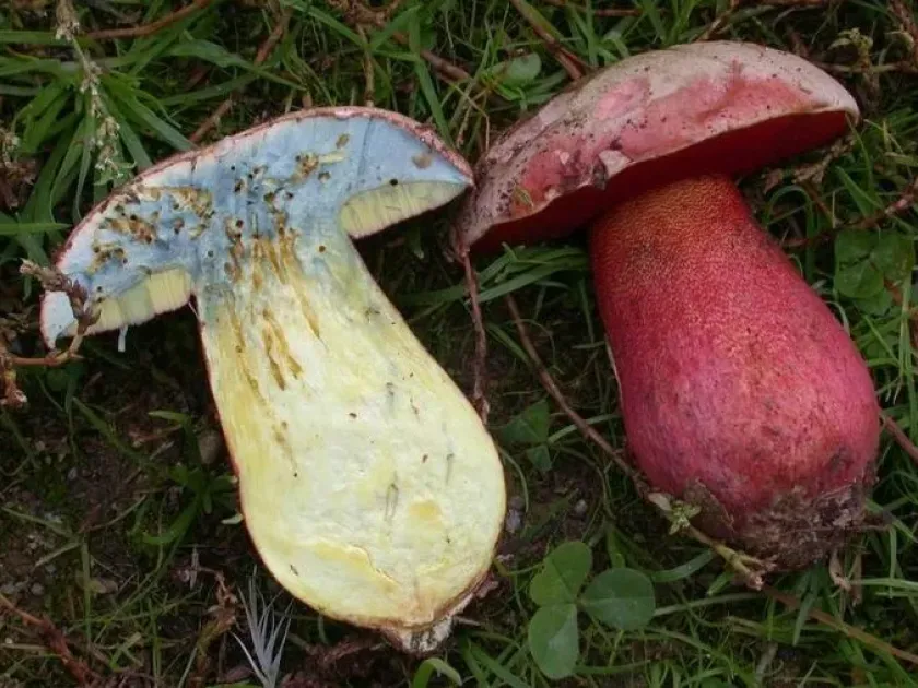 Боровик розовокожий