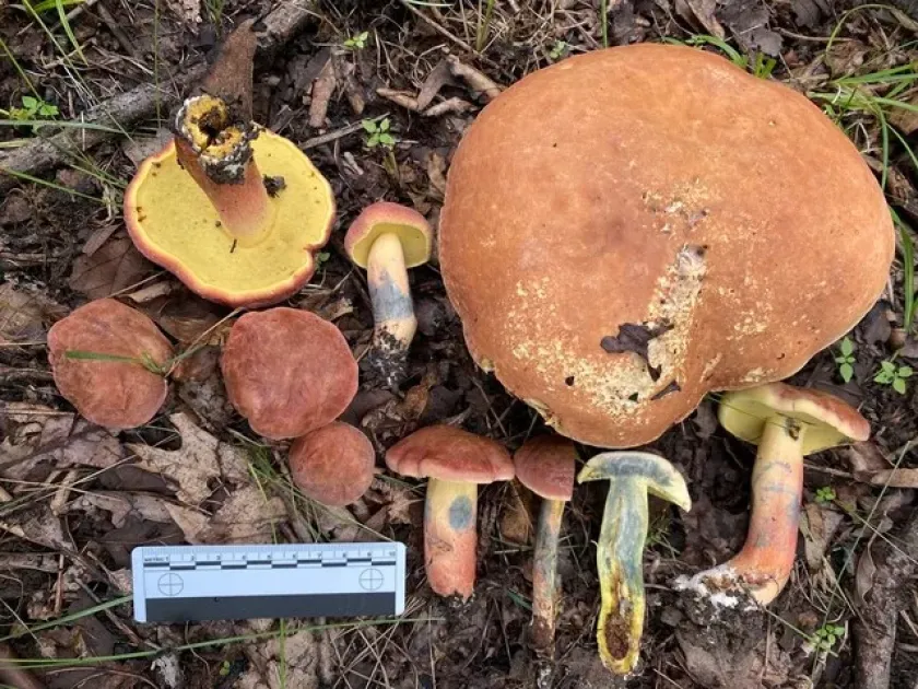 False blue-staining bolete