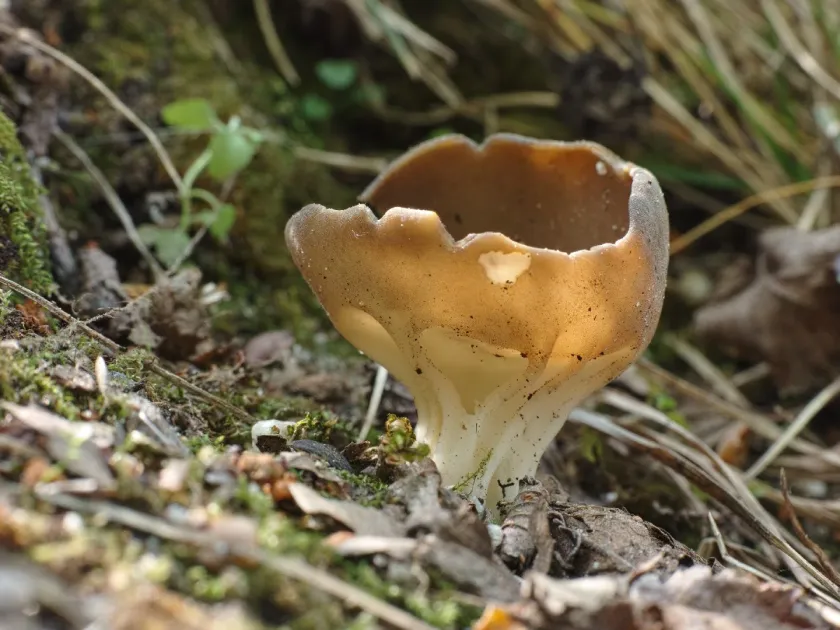 Helvella acetabulum