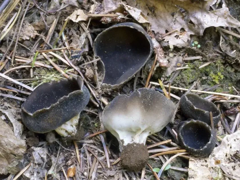 Helvella leucomelaena